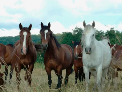 Broncs have arrived for Gerry Rodeo